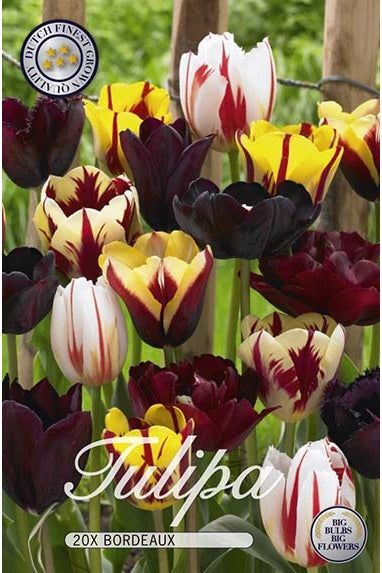 Tulip Bordeaux 20-pakning